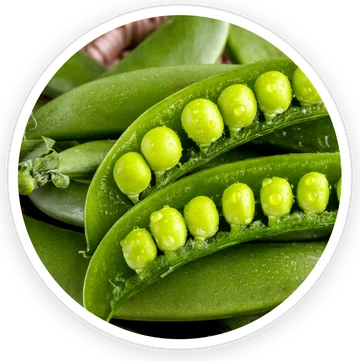 Pea Starch — ingredient in DigestSync